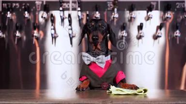 穿着蝴蝶结和西装的可爱的狗狗狗狗狗狗酒保，黑色和棕色，在酒吧柜台用餐巾擦桌子，等待